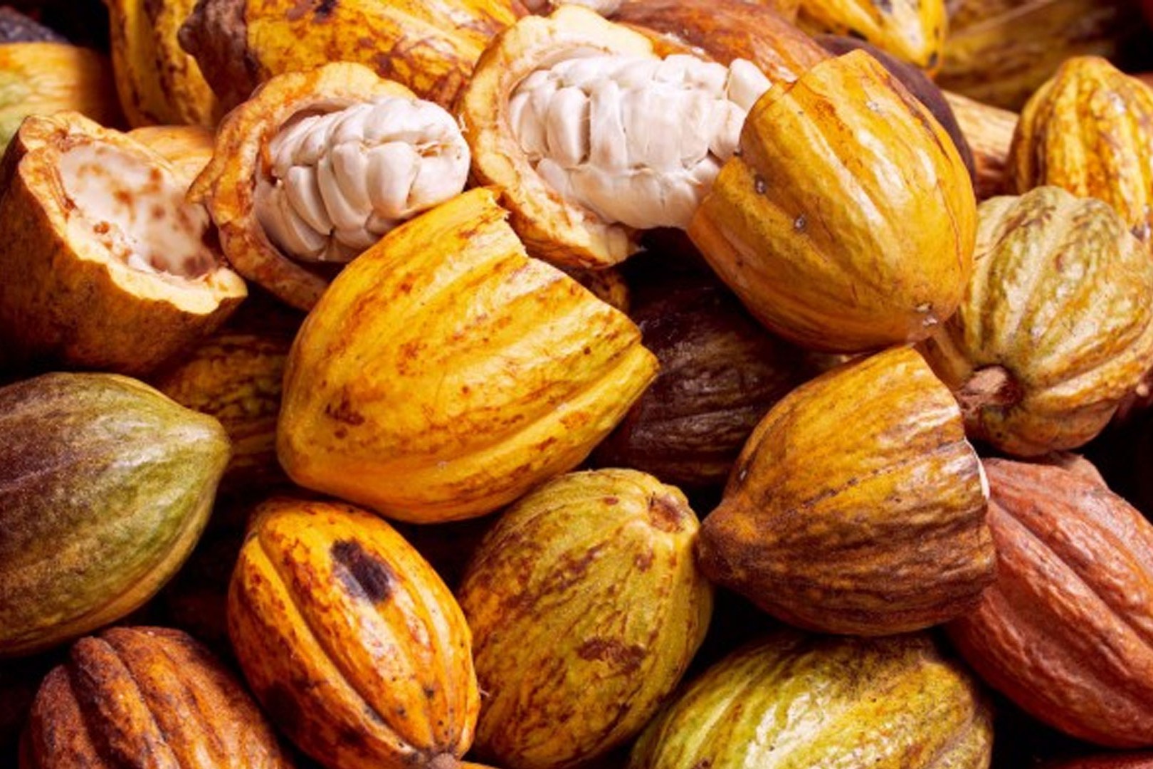 Cacao pods from Colombia