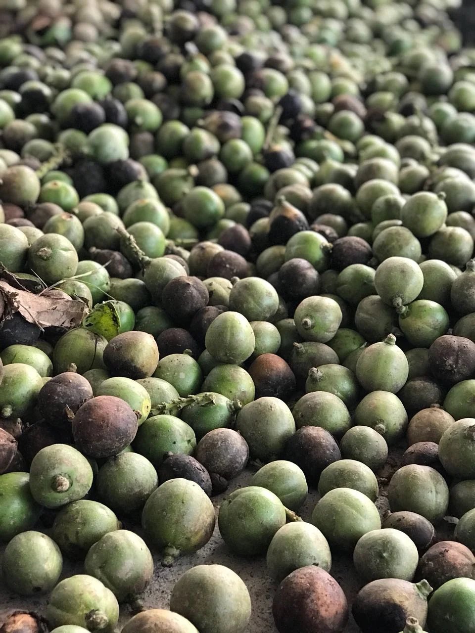 Cacay harvest in Colombia
