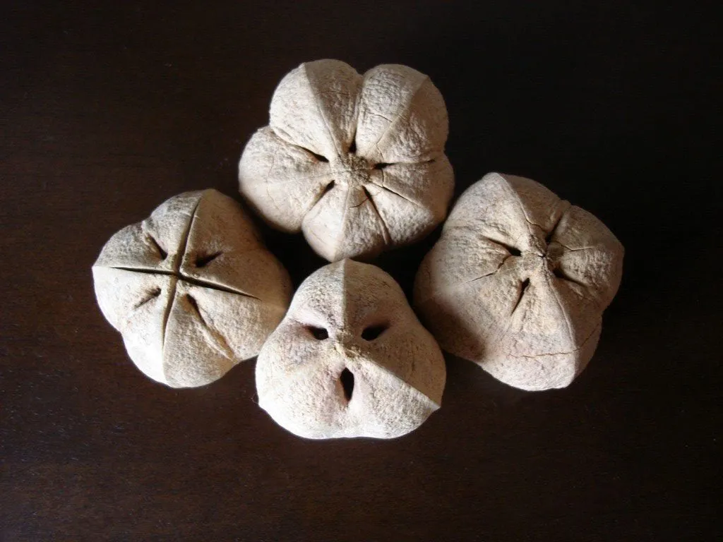 Dried cacay fruits