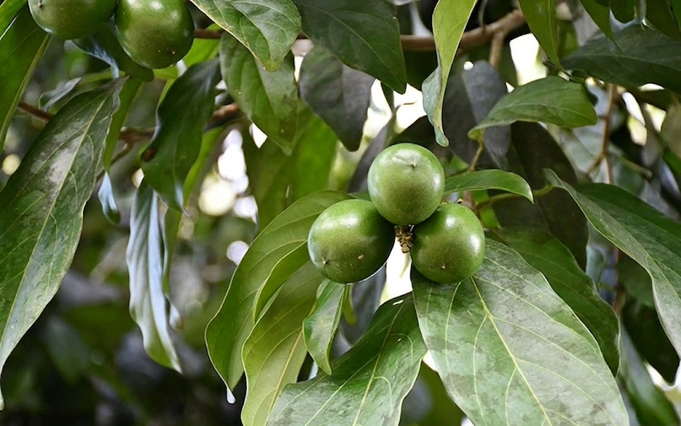Cacay fruit growing in Colombia