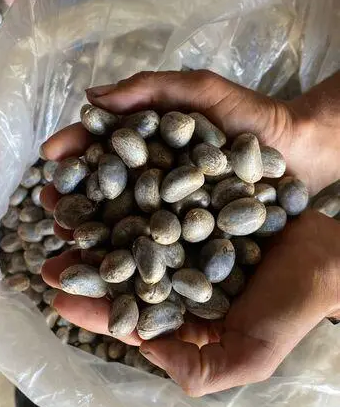 Cacay seeds