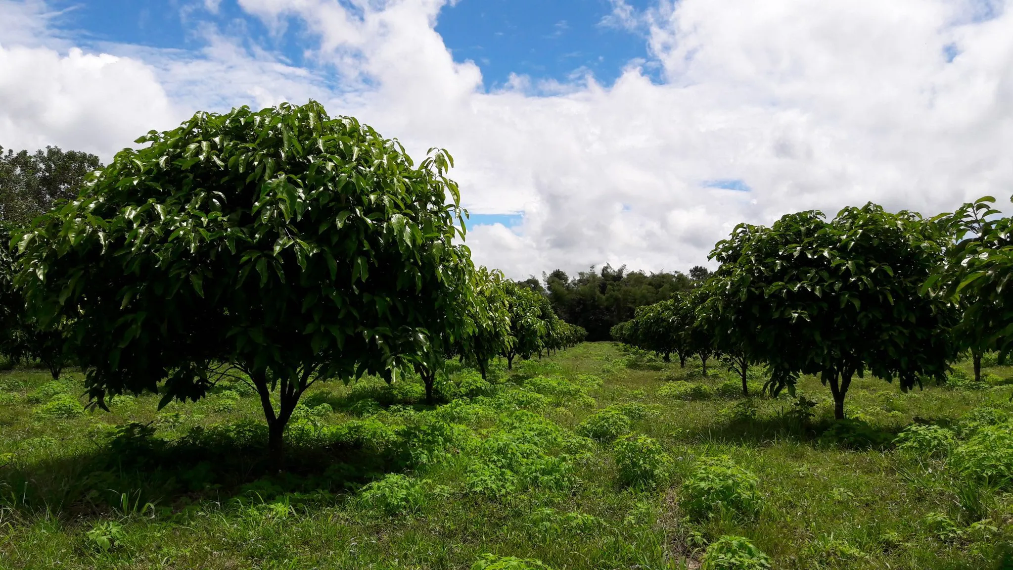 Cacay trees in Colombia