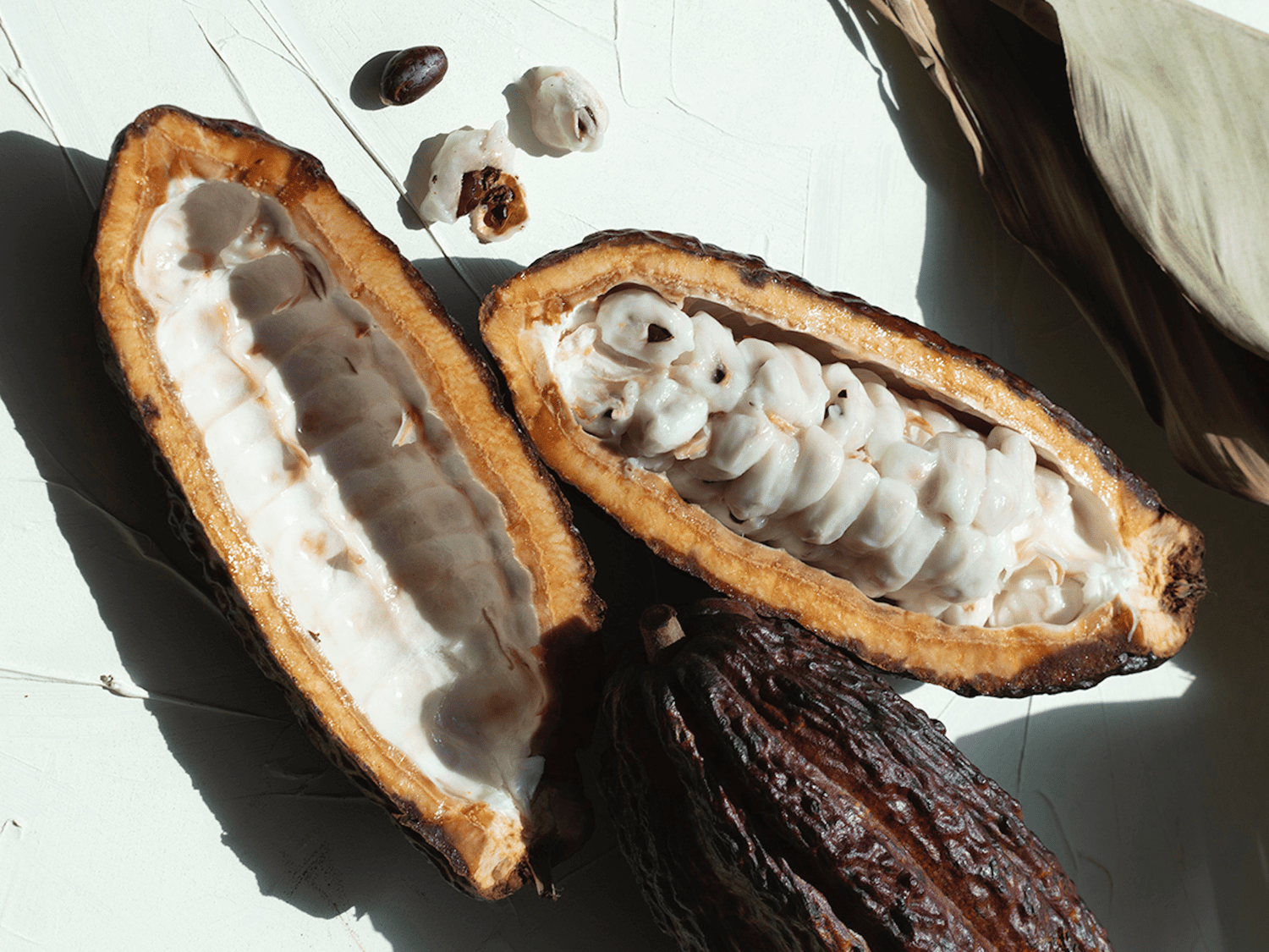 Cacao pod opened revealing seeds and butter