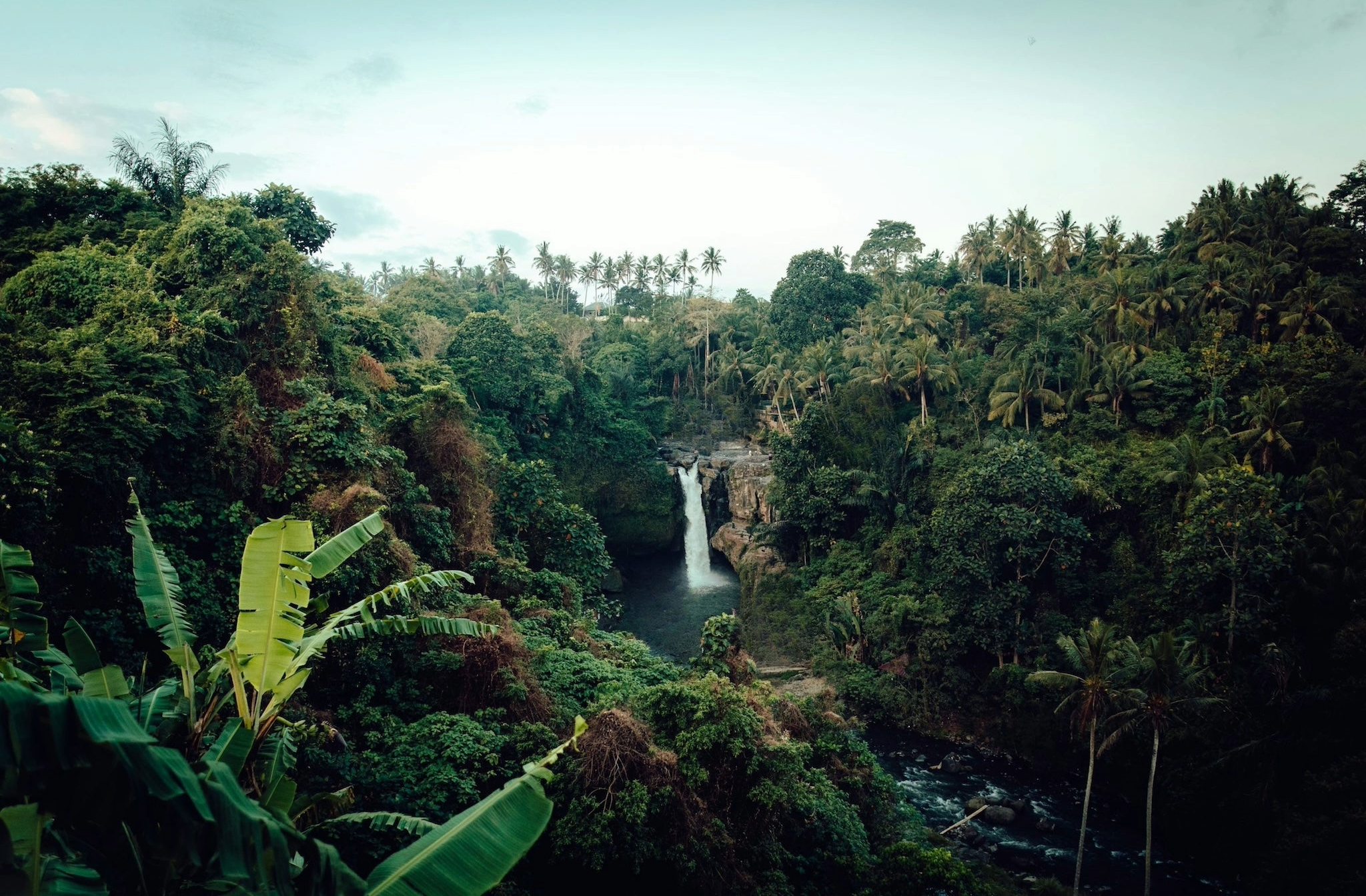 Colombian tropical forest